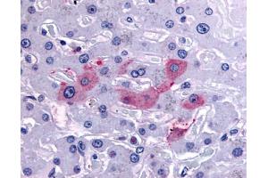 Anti-SYVN1 / HRD1 antibody IHC of human liver. (SYVN1 anticorps  (Internal Region))