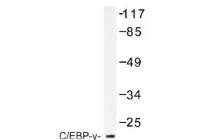 Image no. 1 for anti-CCAAT/enhancer Binding Protein (C/EBP), gamma (CEBPG) antibody (ABIN317609) (CEBPG anticorps)