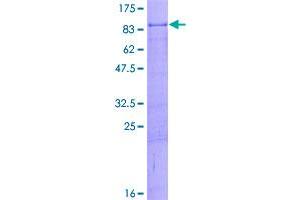 Image no. 1 for Zinc Finger Protein 8 (ZNF8) (AA 1-575) protein (GST tag) (ABIN1326448)