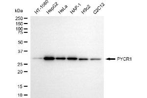 Western blotting analysis using PYCR1 antibody (ABIN7800078). (PYCR1 anticorps)