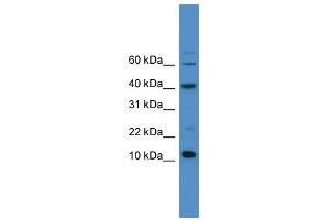 WB Suggested Anti-CASP3 Antibody Titration: 0. (Caspase 3 anticorps  (C-Term))