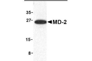 Image no. 1 for anti-Lymphocyte Antigen 96 (LY96) (Middle Region) antibody (ABIN265133) (LY96 anticorps  (Middle Region))