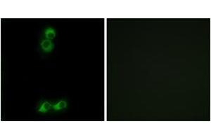 Immunofluorescence analysis of MCF7 cells, using OR10J5 Antibody. (OR10J5 anticorps  (AA 220-269))