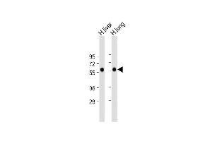 All lanes : Anti-CD14 Antibody (N-term) at 1:2000 dilution Lane 1: Human liver lysate Lane 2: Human lung lysate Lysates/proteins at 20 μg per lane.