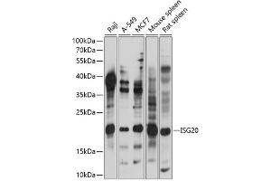 Western blot analysis of extracts of various cell lines, using ISG20 antibody (ABIN7267961) at 1:1000 dilution. (ISG20 anticorps  (AA 1-70))