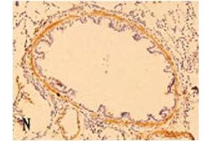 Immunohistochemistry image of ß-Defensin 3 staining in paraffn section of rat lung tissue. (Defensin beta 3 anticorps  (AA 6-22))