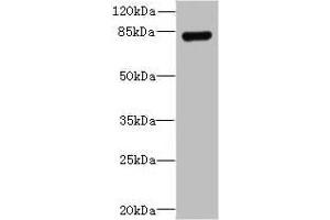 Western blot All lanes: TGS1 antibody at 8 μg/mL + Mouse heart tissue Secondary Goat polyclonal to rabbit IgG at 1/10000 dilution Predicted band size: 97 kDa Observed band size: 85 kDa (TGS1 anticorps  (AA 713-853))