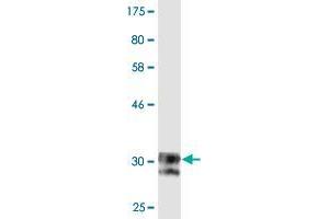 Western Blot detection against Immunogen (33 KDa) .
