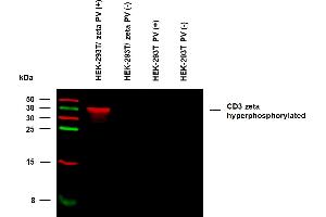 Anti-Hu CD3 zeta (pY153) Purified (clone EM-17) specificity verification by WB. (CD247 anticorps  (Tyr153))