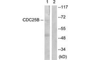 Western blot analysis of extracts from Raw264. (CDC25B anticorps  (AA 319-368))