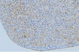 ABIN6277363 at 1/100 staining Mouse liver tissue by IHC-P.
