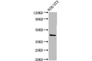 Western Blot Positive WB detected in: NIH/3T3 whole cell lysate All lanes: RBMS1 antibody at 3.