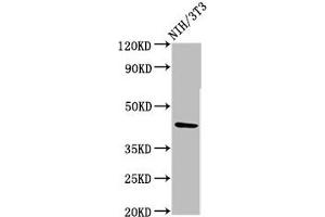 Western Blot Positive WB detected in: NIH/3T3 whole cell lysate All lanes: RBMS1 antibody at 3. (RBMS1 anticorps  (AA 206-277))