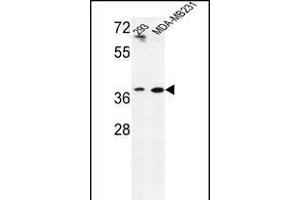 Western blot analysis of T2B Antibody (N-term) (ABIN653487 and ABIN2842906) in293,MDA-M cell line lysates (35 μg/lane). (MAT2B anticorps  (N-Term))