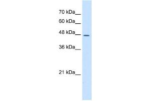 WB Suggested Anti-DDOST Antibody Titration:  5.