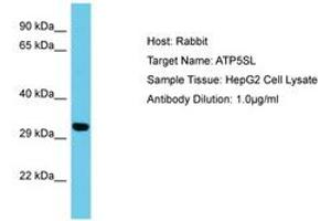 Image no. 1 for anti-ATP5S-Like (ATP5SL) (AA 38-87) antibody (ABIN6750621) (ATP5SL anticorps  (AA 38-87))