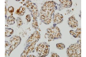 Immunoperoxidase of monoclonal antibody to SHMT1 on formalin-fixed paraffin-embedded human placenta.