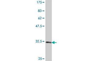 Western Blot detection against Immunogen (33.