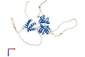 AlphaFold protein structure predicition of Human Recombinant PYHIN1 Protein, UniprotID Q6K0P9