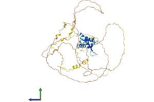 AlphaFold protein structure predicition of Mouse Recombinant Foxo4 Protein, UniprotID Q9WVH3