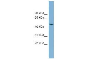 SERPINB1 antibody used at 1 ug/ml to detect target protein. (SERPINB1 anticorps)
