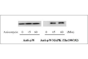 Western blot analysis of extracts from 1 μg/mL Anisomycin treated Hela cells. (MAPK14 Kit ELISA)