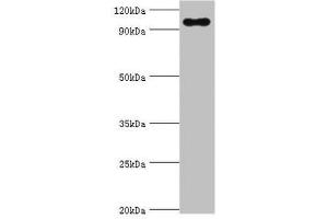 Western blot All lanes: TGS1 antibody at 10 μg/mL + Mouse skeletal muscle tissue Secondary Goat polyclonal to rabbit IgG at 1/10000 dilution Predicted band size: 97 kDa Observed band size: 97 kDa (TGS1 anticorps  (AA 714-853))