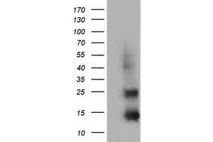 Western Blotting (WB) image for anti-Follicle Stimulating Hormone, beta Polypeptide (FSHB) antibody (ABIN1498317) (FSHB anticorps)
