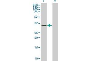 Western Blot analysis of RYBP expression in transfected 293T cell line by RYBP MaxPab polyclonal antibody.
