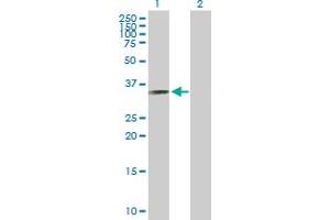Western Blot analysis of RYBP expression in transfected 293T cell line by RYBP MaxPab polyclonal antibody. (RYBP anticorps  (AA 1-228))