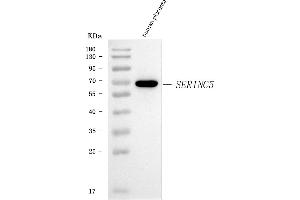 Western blot analysis of SERINC5 using anti-SERINC5 antibody (ABIN7602218). (SERINC5 anticorps  (AA 64-394))