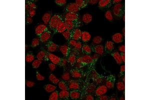 Confocal Immunofluorescence of HepG2 cells stained with Prohibitin Mouse Monoclonal Antibody (PHB/3194) labeled with CF488 (Green); Reddot is used to label the nuclei.