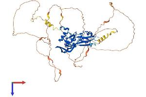 AlphaFold protein structure predicition of Mouse Recombinant Tbx4 Protein, UniprotID P70325