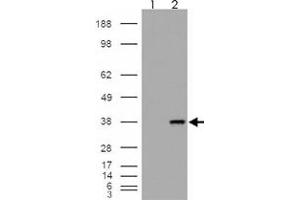 293 overexpressing MGLL and probed with MGLL polyclonal antibody  (mock transfection in first lane), tested by Origene. (MGLL anticorps)