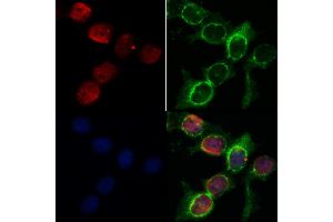 ABIN6263204 and ABIN6268937 staining HepG2 by IF/ICC. (MEF2C anticorps  (C-Term))