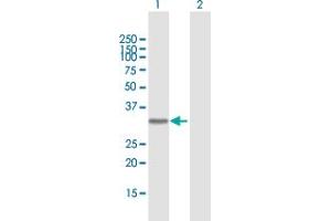 Western Blot analysis of AZU1 expression in transfected 293T cell line by AZU1 MaxPab polyclonal antibody.