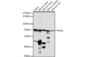 Western blot analysis of extracts of various cell lines, using GNL1 antibody (ABIN7267543) at 1:1000 dilution.