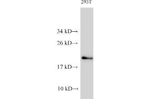 Western Blot analysis of 293T cells using CDK4 Polyclonal Antibody at dilution of 1:1000 (CDK4 anticorps)
