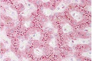 Immunohistochemistry with Liver tissue at an antibody concentration of 5µg/ml using anti-TGOLN2 antibody (ARP46727_P050)