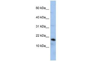 Lipocalin 1 antibody used at 1 ug/ml to detect target protein. (Lipocalin 1 anticorps)
