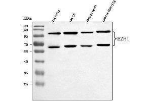 Western blot analysis of EZH1 using anti-EZH1 antibody (ABIN7601019). (EZH1 anticorps  (AA 27-485))