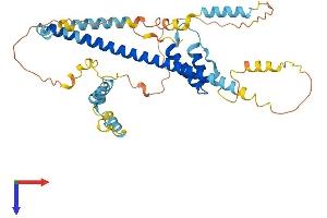AlphaFold protein structure predicition of Human Recombinant FEZ1 Protein, UniprotID Q99689