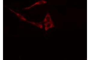 ABIN6278575 staining NIH-3T3 cells by IF/ICC.