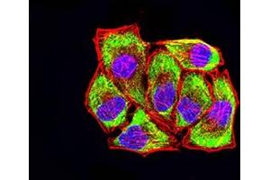anti-Low Density Lipoprotein Receptor-Related Protein 3 (LRP3) (AA 43-184) antibody