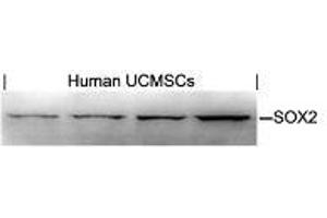 Western blot analysis of extracts from human Umbilical cord mesenchymal stem cell using SOX2. (SOX2 anticorps  (AA 76-80))
