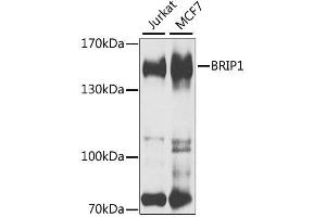Western blot analysis of extracts of various cell lines, using BRIP1 antibody. (BRIP1 anticorps  (AA 1-260))