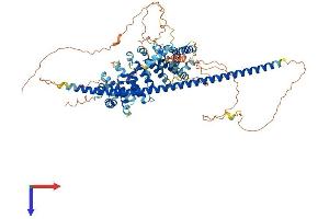 AlphaFold protein structure predicition of Mouse Recombinant Atrip Protein, UniprotID Q8BMG1