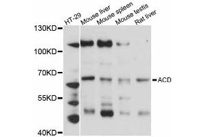 Western blot analysis of extracts of various cell lines, using ACD antibody (ABIN5997183) at 1:3000 dilution. (ACD anticorps)