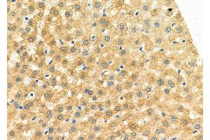 ABIN6264455 and ABIN6273151 at 1/100 staining Rat liver tissue by IHC-P. (Peroxiredoxin 5 anticorps  (C-Term))