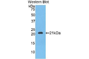 Western Blotting (WB) image for anti-serpin Peptidase Inhibitor, Clade B (Ovalbumin), Member 4 (SERPINB4) (AA 60-222) antibody (ABIN1172471) (SERPINB4 anticorps  (AA 60-222))
